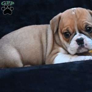 Macy, Miniature Bulldog Puppy